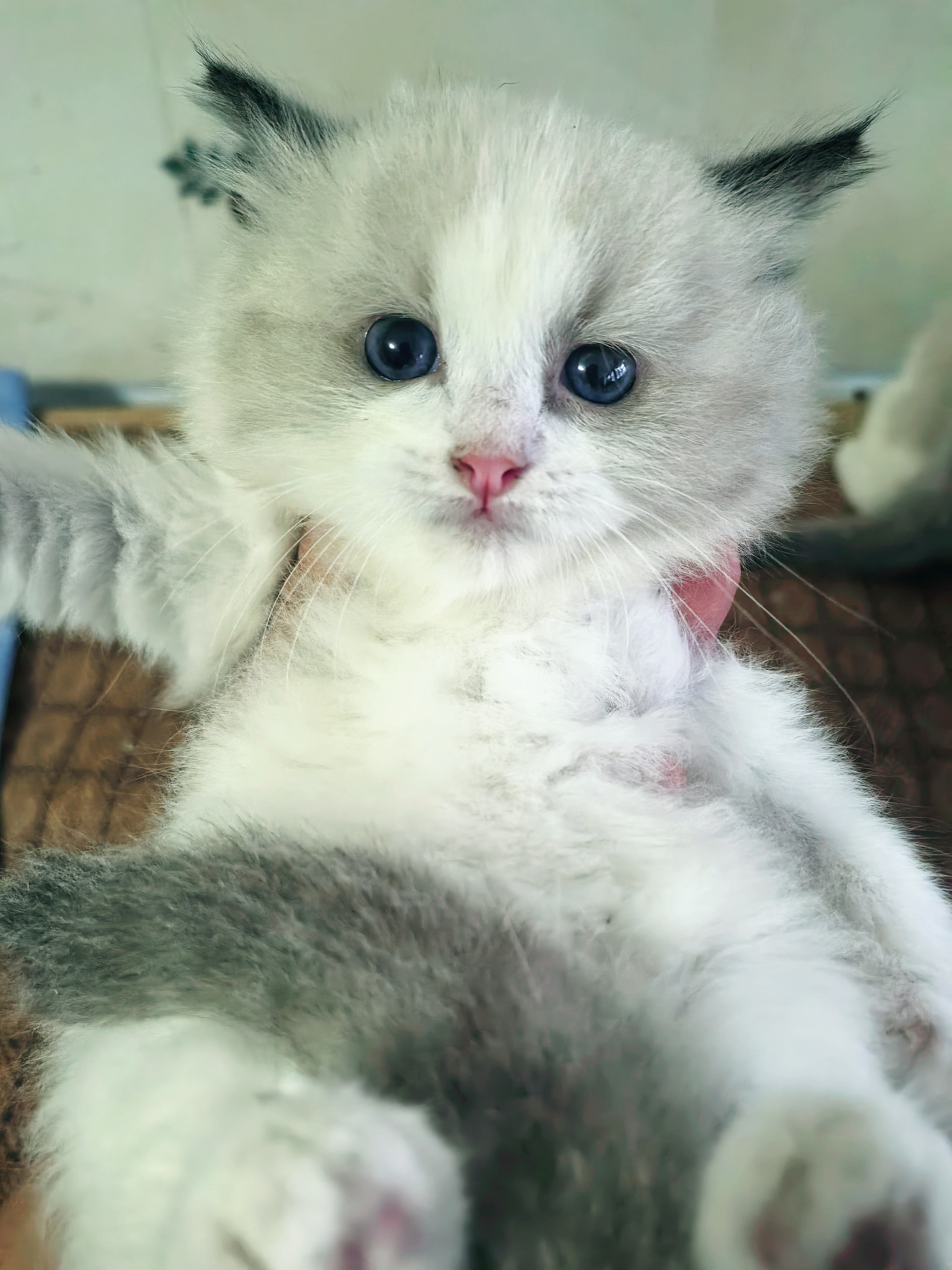 自己大猫生的一窝布偶